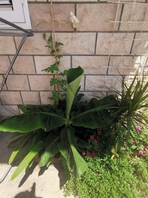 Makarska Blue Oasis Apartman 2-6 Dış mekan fotoğraf