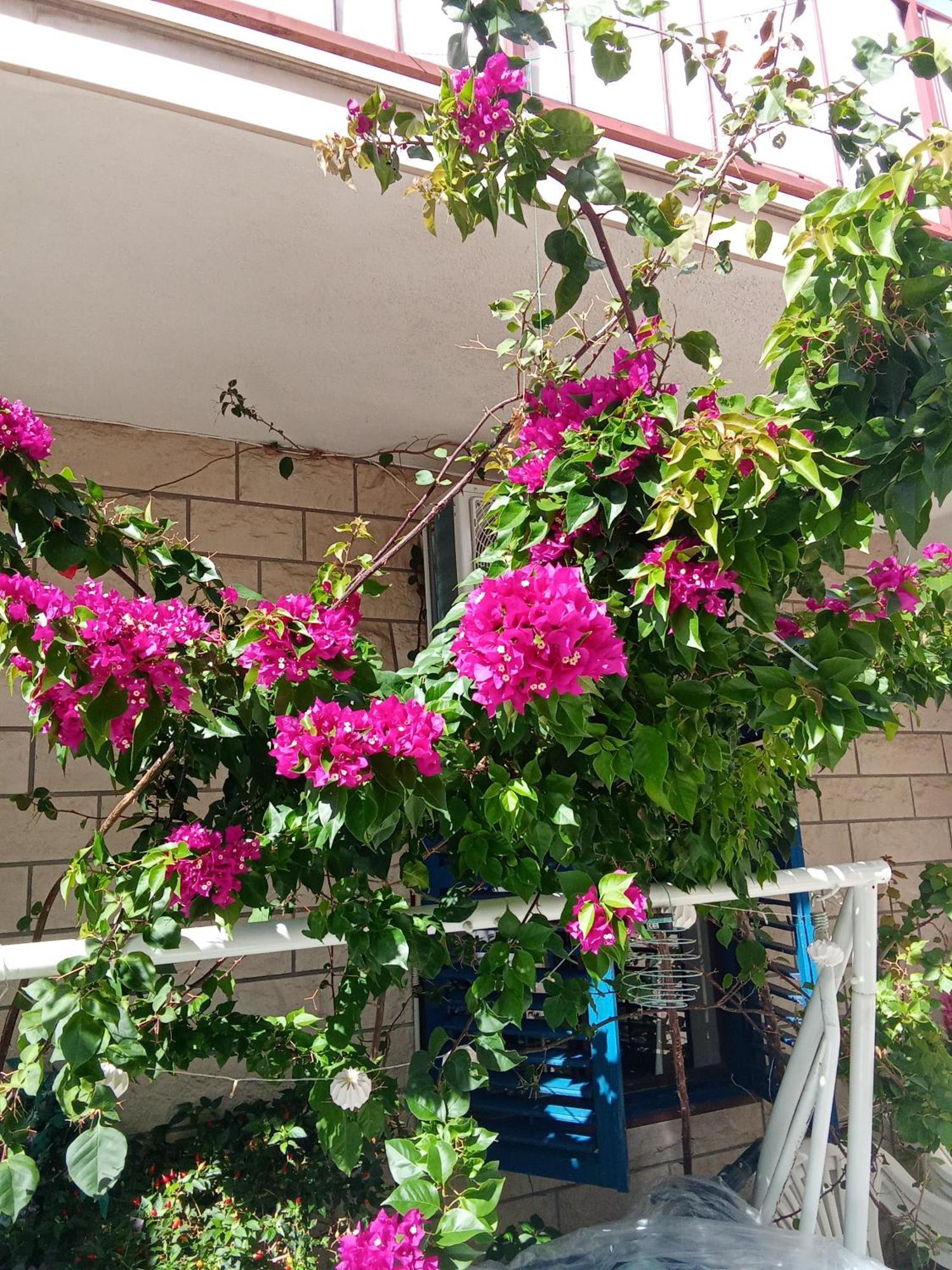 Makarska Blue Oasis Apartman 2-6 Dış mekan fotoğraf